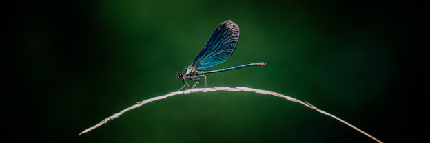 Which Animals Eat Mosquitoes?