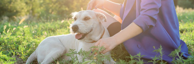 4 Problems Fleas Can Cause For Your Pet