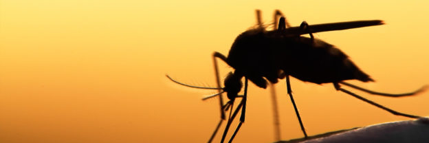 Mosquito Control in Wayne County, MI
