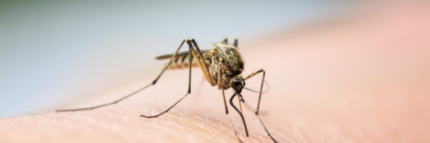 5 Mosquito Prevention and Control Tips Every Homeowner Should Know