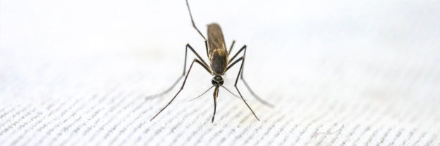 Are Mosquitoes Dangerous?