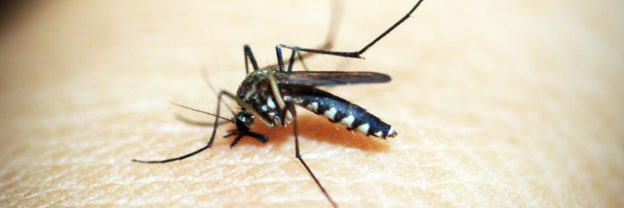 mosquito infestation