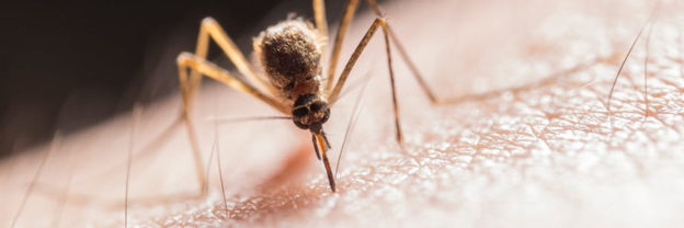 mosquito prevention